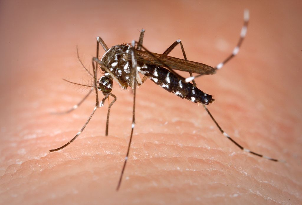 Kinh nghiệm chọn mua vợt muỗi để tránh dịch sốt xuất huyết 001